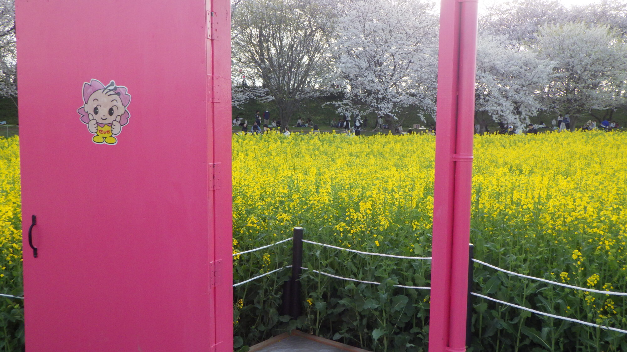 立体絵画の「権現堂公園の桜と菜の花」 権現堂公園の桜と菜の花 絵画